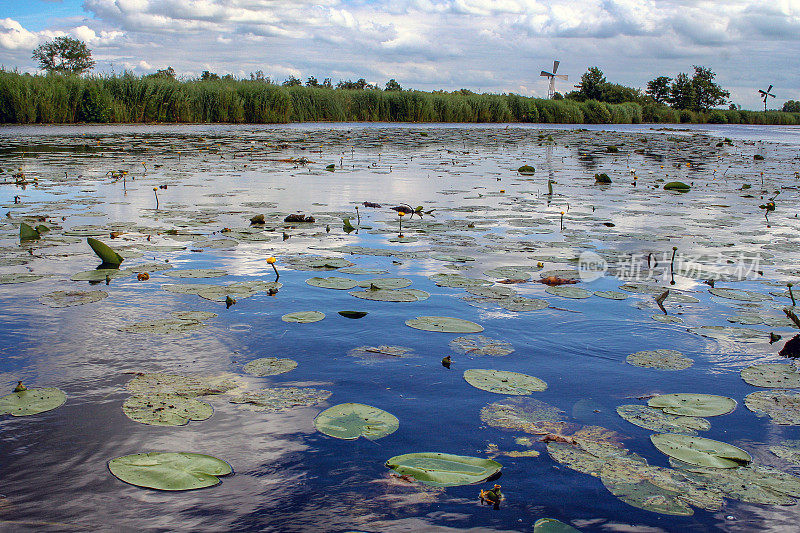 荷兰Zwartewaterland的自然保护区和景观de Wieden